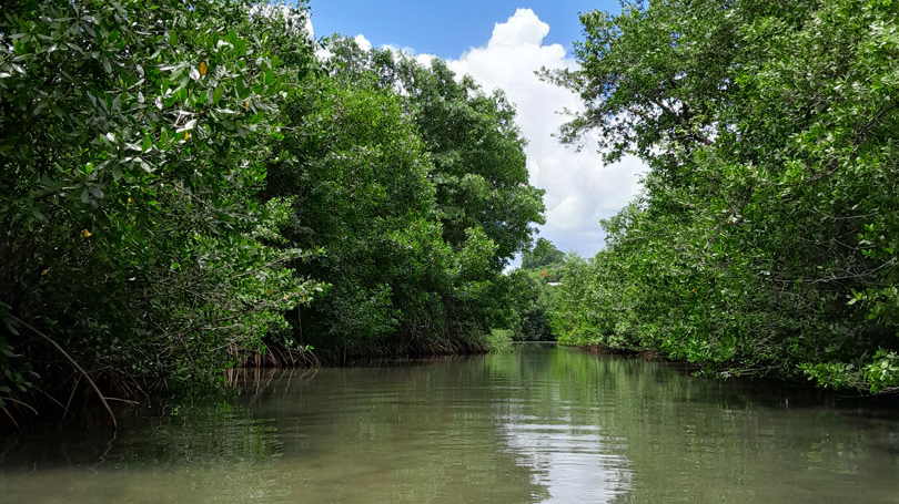 rivière sauvage et mangrove de guadeloupe